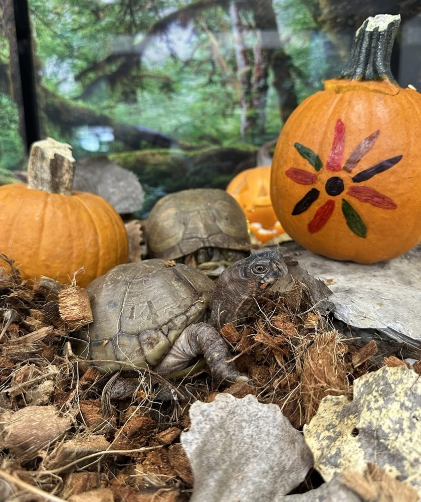 Environmental Education Animals 