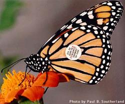 Mysterious Monarchs