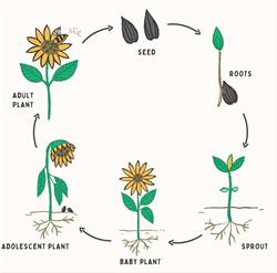 Plant Life Cycle Summer Day Camp (10-13 yr olds)