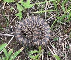O.W.L.S. - Terry VanDeWalle - Eastern Massasauga Rattlesnake Studies in Iowa