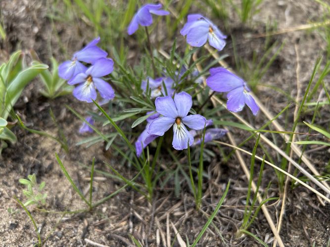 Bearbower Sand Prairie - Bird's Foot Violet (Viola pedata)