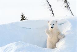 Science for Squirts: Polar Bear Day