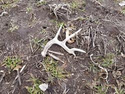 Shed Hunting
