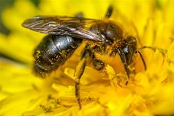 Native Gardening: Plants for Pollinators