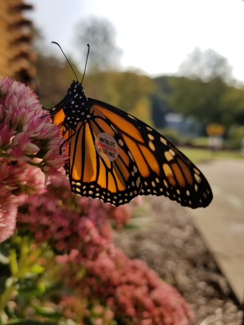 Monarch Butterfly Tagged