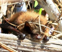Bat Program