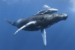 OWLS (Older Wiser Livelier Seniors) - Humpback Whales
