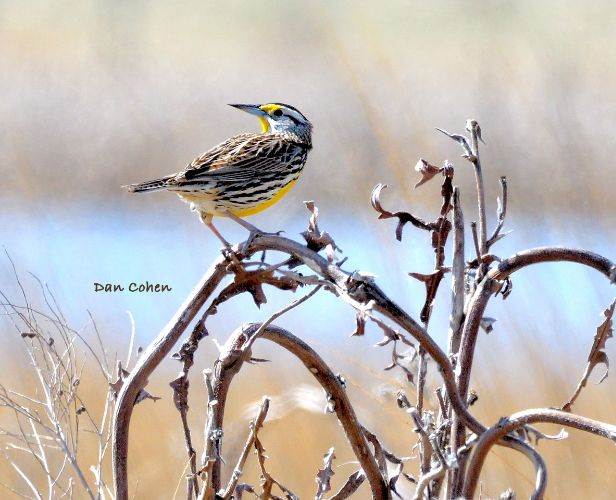 Ham Marsh - Eastern Meadowlark - Photo by Dan Cohen