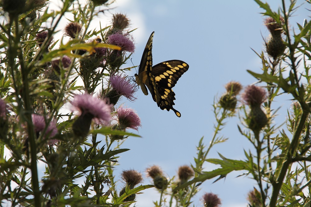 Cordova Prairie Area - Butterfly