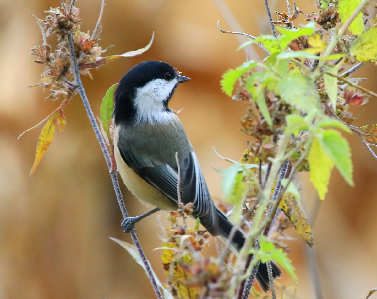Black-capped chickadee at Black Oak Hollow