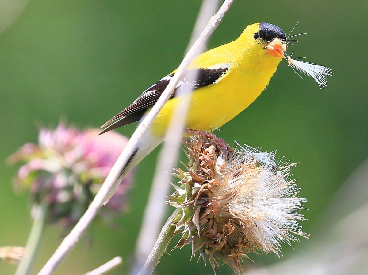 Goldfinch eating at Ludwig Preserve