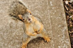 SCIENCE FOR SQUIRTS: NUTS ABOUT SQUIRRELS