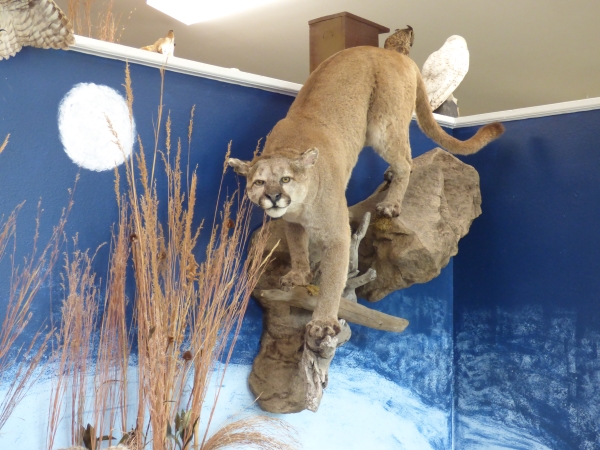 Mountain Lion mount picture