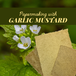 Paper Making with Garlic Mustard