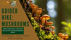 Guided Hike: Mushrooms