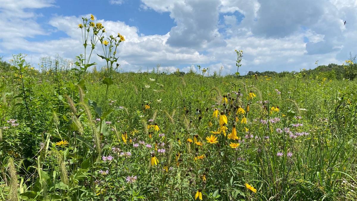 Prairie