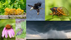 Basics of Wildlife Photography