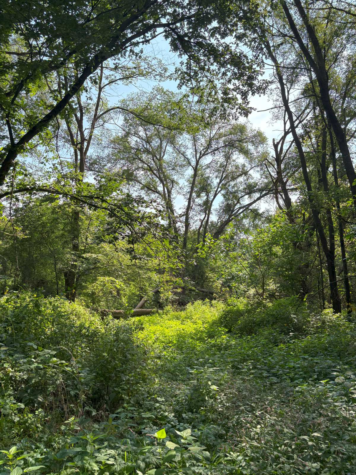 Cedar River Wildlife Area 