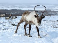 Reindeer Facts & Fun!