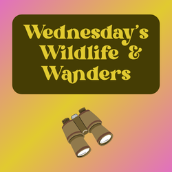 Wednesday's Wildlife & Wanders - Safari!