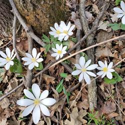 Blood Root