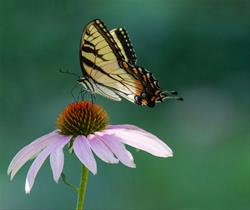 Brown Bag Bunch - Rooter in Nature: A Guide to Native Landscaping