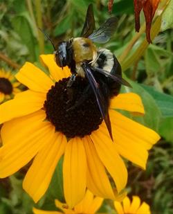 Insects Summer Day Camp (6-9 yr olds)