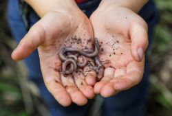 Science for Squirts: Wonderful Wigglers
