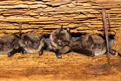 Creatures of the Night