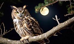 Wild Tots: Nature at Night