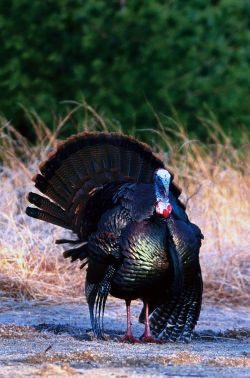 Homeschool Science Lab "Wild About Turkeys"