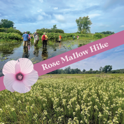 Rose Mallow Pilgrimage