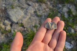 Homeschool Science Lab "Fossil Hunting"