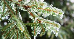 Knee-High Naturalist - Snow and Ice - FREE