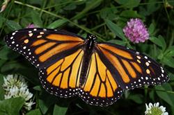 OWLS Program "Monarch Butterflies" CANCELED