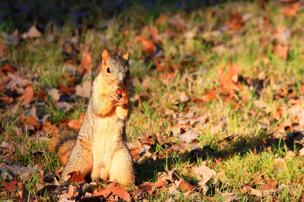 Fox squirrel with red oak acorn in Ludwig Park