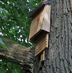 Bat House Building