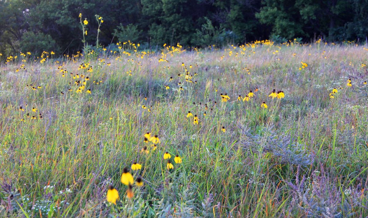 Prairie blooms at Ludwig Preserve