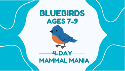 Summer Camp - Bluebirds (Age 7-9) July 14-17