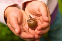 Science for Squirts: Falling for Acorns
