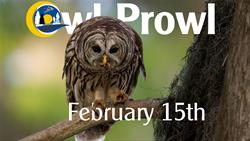 Owl Prowl