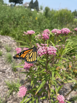 O.W.L.S. "A Monarch's Incredible Journey"