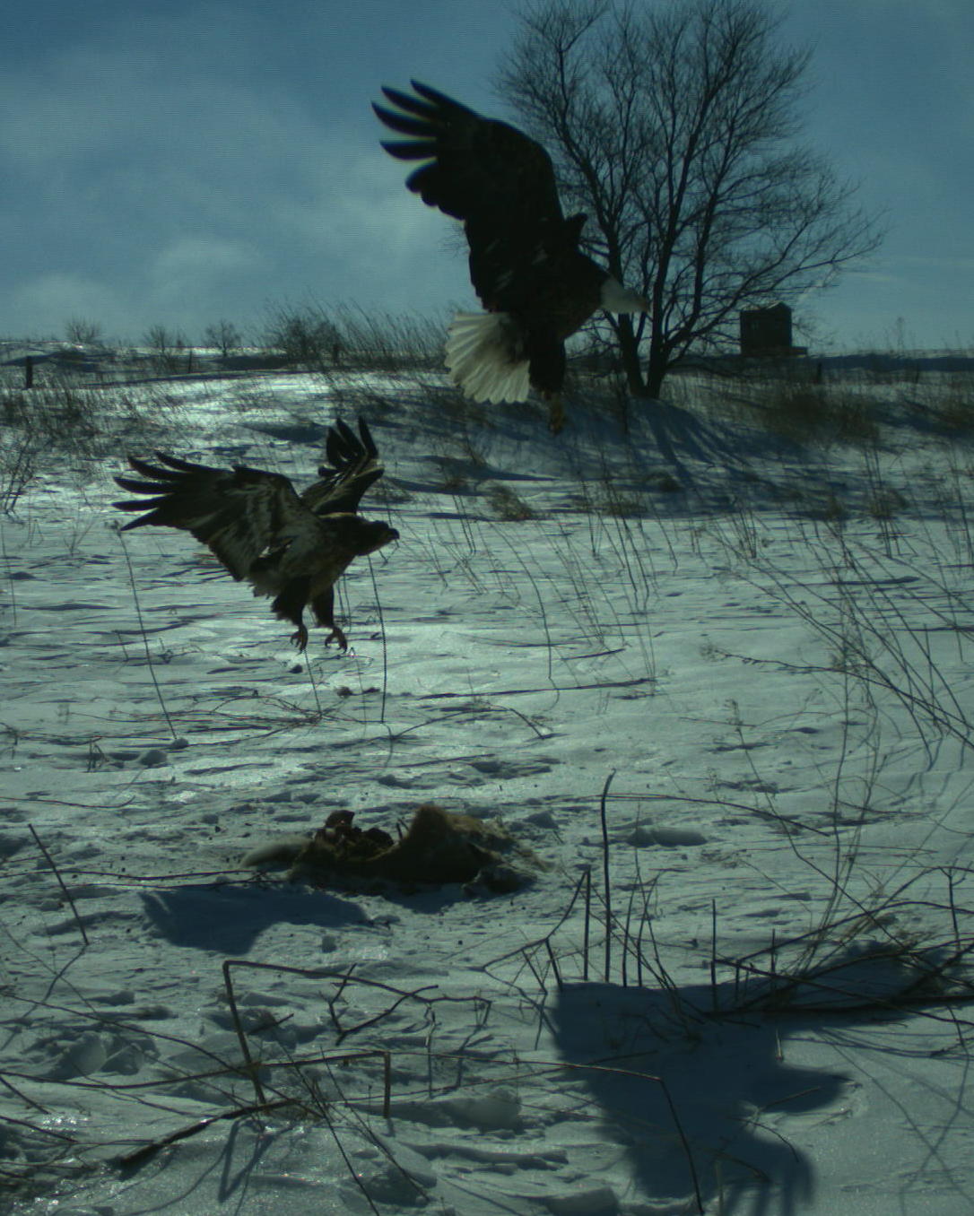 Long Spur Habitat Area 