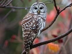 Full Moon Owl Prowl & Stargazing