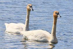 Waterfowl Viewing at Cardinal Marsh