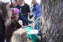 Maple Tree Tap - 11:00 a.m. Session