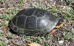 The Natural History of the Turtles of Iowa with Terry VanDeWalle