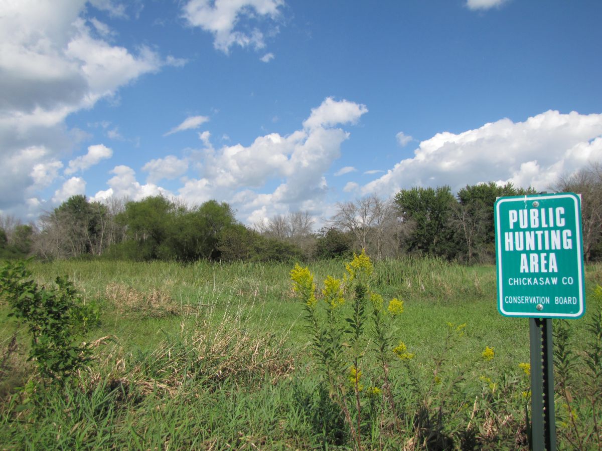 Big Wapsi WA grass trees