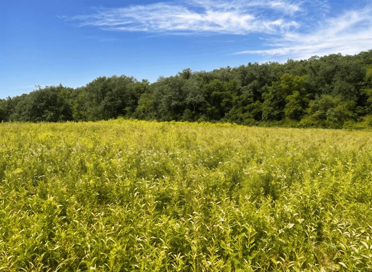 French Preserve Prairie