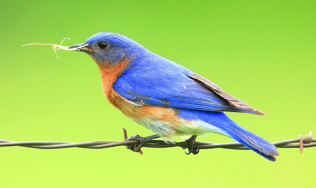 Eastern Bluebird collecting nesting materials